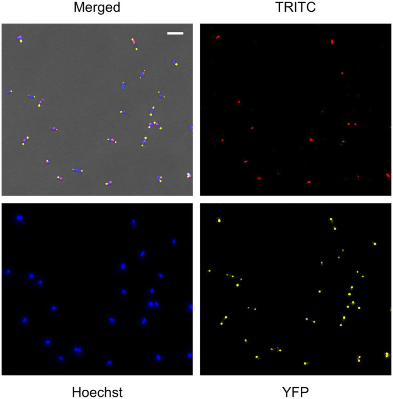 Figure 6