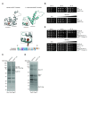 Figure 1.
<b>
Characterization of the
<i>S. cerevisiae</i>
<i>
nuf2
<sup>Q21A</sup>
</i>
mutant
</b>