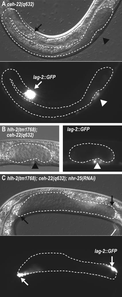 Fig 6