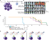 Figure 4. Bicistronic CAR approach demonstrates enhanced efficacy over the pooled approach at subtherapeutic doses in a model when target cells exclusively express both antigens. A, Experimental scheme: NSG mice were injected intravenously with a pure population of 2 × 106 OPM2-WT cells (endogenously expressing BCMA and GPRC5D). After a 14-day engraftment/expansion period, mice were randomized to the 4 treatment groups shown in B, each receiving a single injection of 2.5 × 105 gene-modified T cells. B, Tumor burden imaged at the time of treatment and day 14 posttreatment with gene-modified CAR T cells. C, Kaplan–Meier curves of overall survival. D, Summary of results. In the presence of BCMA-escape (GPRC5D-only expressing) target cells, the single-stalk CAR approach was less efficacious than pooled or bicistronic strategies, which were similarly efficacious to each other. In contrast, when targeting BCMA/GPRC5D dual-expressing target cells, the bicistronic strategy showed enhanced efficacy compared with the pooled approach.