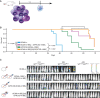 Figure 3. Pooled and bicistronic CAR approaches demonstrate enhanced efficacy over the single-stalk approach at subtherapeutic doses in an established BCMA-escape model. A, Experimental scheme, NSG mice were injected intravenously with 2 × 106 OPM2 tumor cells, including a subpopulation (5%–10%) of BCMA-KO cells. Each OPM2 population had been modified to express a distinct luciferase with a nonoverlapping substrate (OPM2-BCMA KO, firefly luciferase; OPM2-WT, membrane-tethered Cypridina luciferase) for in vivo imaging from the same animals over time. Day 14, mice were randomized for treatment with 2.5 × 105 gene-modified T cells. B, Kaplan–Meier curves for mice treated with the indicated CAR T cells. C, Tumor burden by bioluminescent imaging over time of OPM2-WT membrane-tethered Cypridina luciferase+ (vargulin substrate) and OPM2-BCMA KO ffLuc+ (d-luciferin substrate).