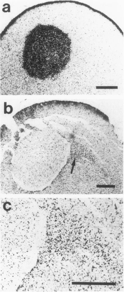 Fig. 9.