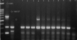 Fig.1