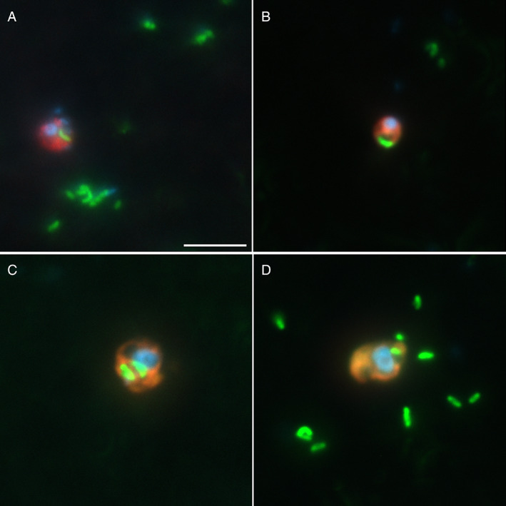 Fig. 3