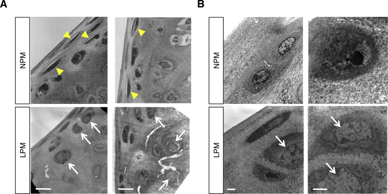 Fig. 3