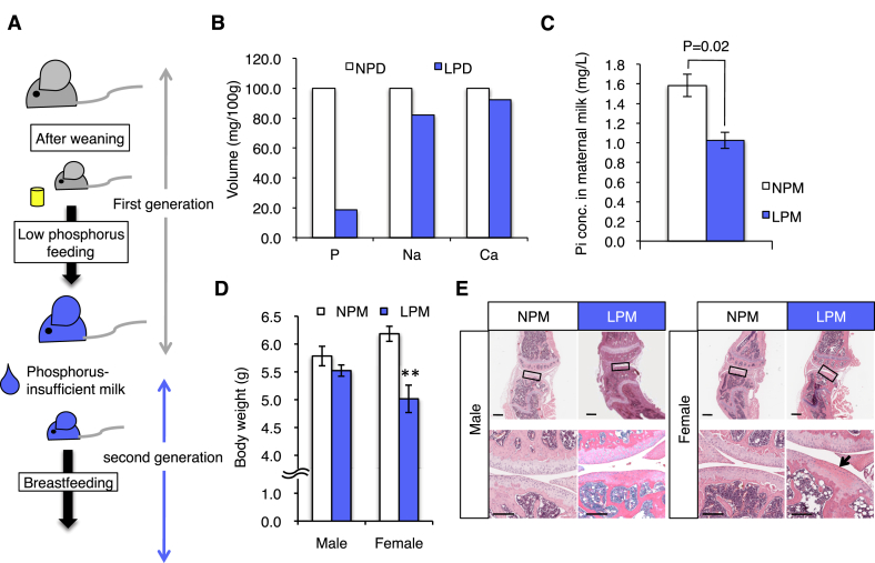 Fig. 1