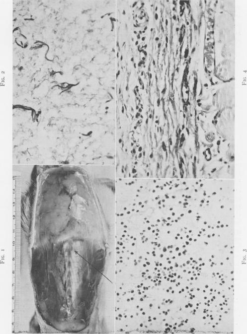 Fig. 1., Fig. 2., Fig. 3., Fig. 4.