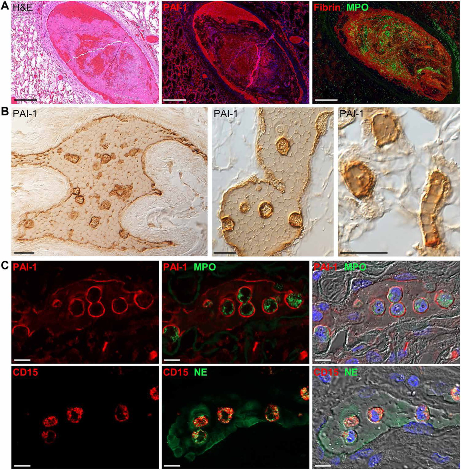 Fig. 6.