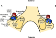 Fig. 6