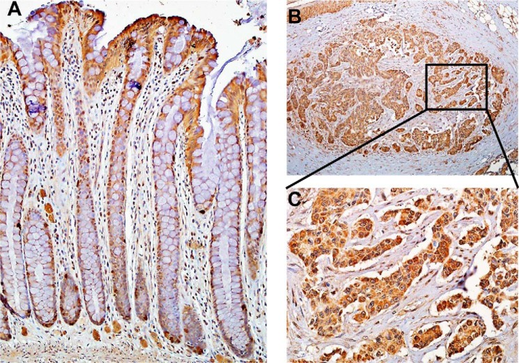 Figure 9.