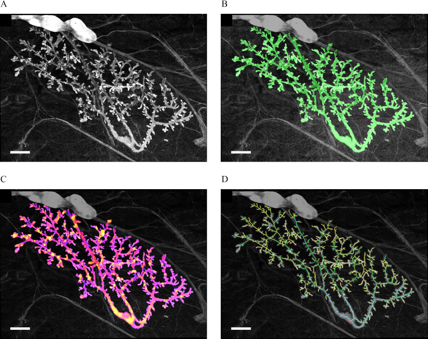 Figure 2 is a four quadrant schematic illustrating PND21 mammary gland at different steps of analysis.