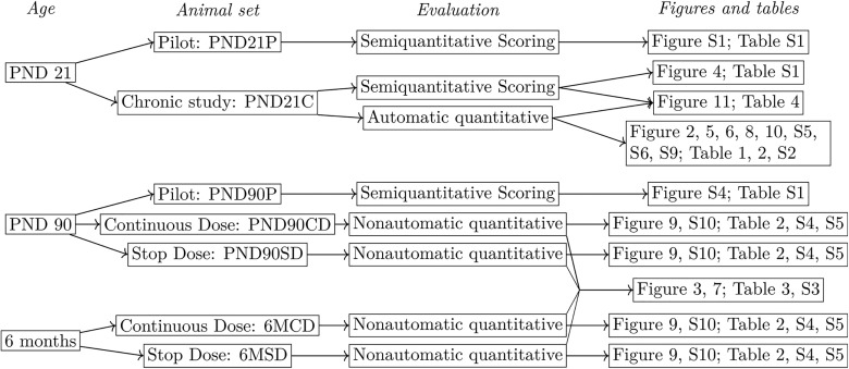 Figure 1 is a tabular representation having 4 columns, namely, Age, Animal set, evaluation, and Figures and Tables and 3 rows. In the first row, PND21 belongs to Pilot: PND21P evaluated by Semiquantitative scoring and illustrated in Figure S1 and Table S1 and Chronic Study : PND21C evaluated by Semiquantitative scoring illustrated in Figures 4 and 11 and Tables S1 and 4 and Automatic Scoring illustrated in Figures 11, 2, 5, 6, 8, 10, S5, S6, and S9 and Tables 1, 2, 4, and S2, respectively. In the second row, PND90 belongs to Pilot: PND90P evaluated by Semiquantitive scoring and illustrated in Figure S4 and Table S1, continuous dose: PND90CD and Stop Dose: PND90SD evaluated by Nonautomatic quantitative illustrated in Figures 9 and S10 and Tables 2, S4, and S5, respectively. In the third row, 6 months belongs to continuous dose: 6MCD and Stop Dose: 6MSD evaluated by Nonautomatic quantitative illustrated in Figures 9 and S10 and Tables 2, S4, and S5, respectively. Rows 2 and 3, except for the animal set Pilot: PND90P are together illustrated in Figures 3 and 7 and Tables 3 and S3.