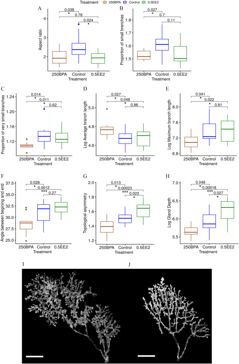 Figures 10A to 10H are boxplots plotting aspect ratio, ranging from 2 to 4 in unit increments; proportion of small branches, ranging from 1.5 to 1.8 in increments of 0.1; proportion of very small branches, ranging from 1.12 to 1.24 in increments of 0.04; log average branch length, ranging from 4.6 to 5.0 in increments of 0.4; log maximum branch length, ranging from 6.8 to 8.0 in increments of 0.4; angle between beginning and end, ranging from 25.0 to 37.5 in increments of 2.5; topological symmetry, ranging from 1.2 to 2.0 in increments of 0.2; and Log gland depth, ranging from 5.5 to 7.0 in increments of 0.5, respectively, (y-axis) across 250BPA, Control, and 0.5EE2 labeled Treatment (x-axis). Figures 10I and 10J are respective schematics of Control and 250 BPA.