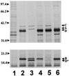 FIG. 5