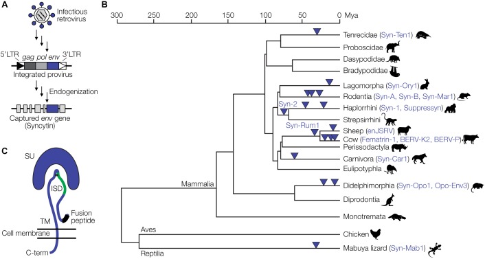 FIGURE 2