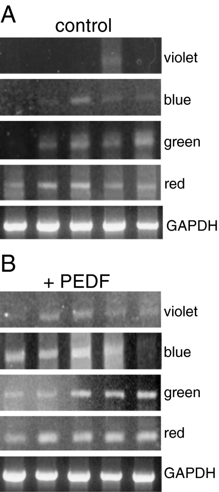 Fig. 5