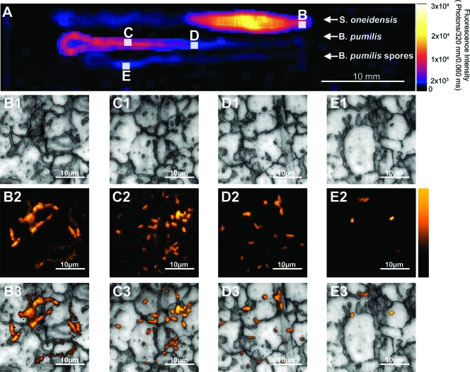 FIG. 4.