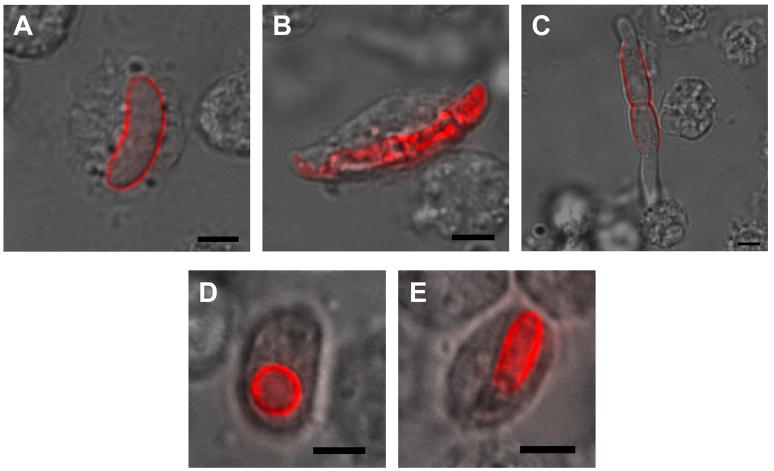 Fig 6