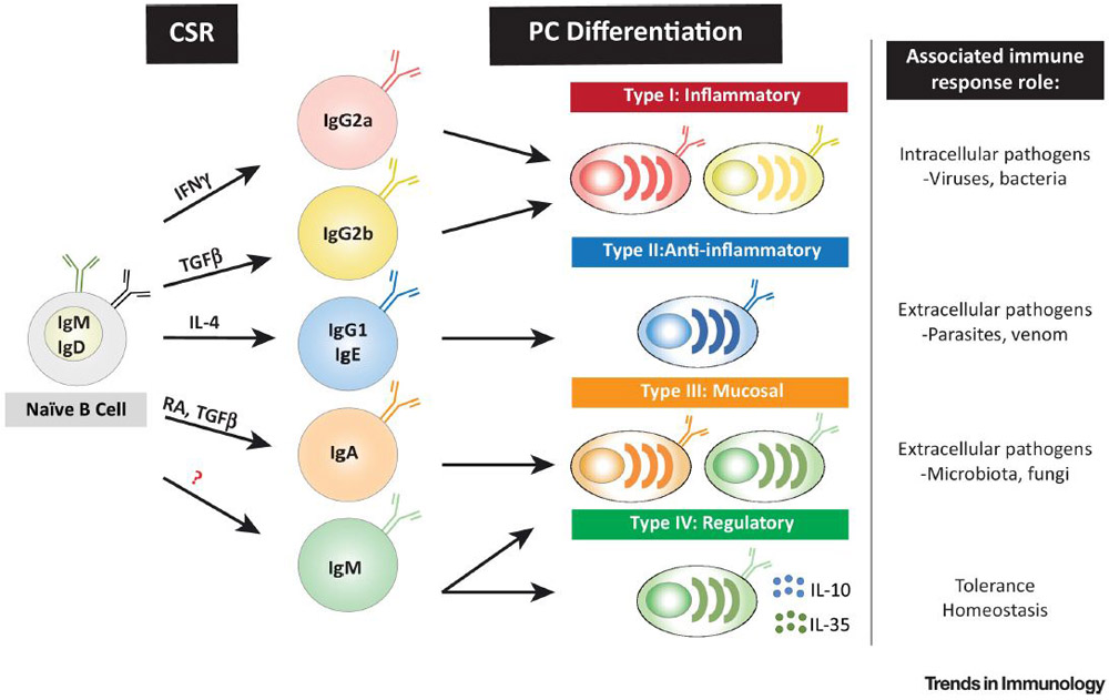 Programming Isotype-specific Plasma Cell Function - PMC