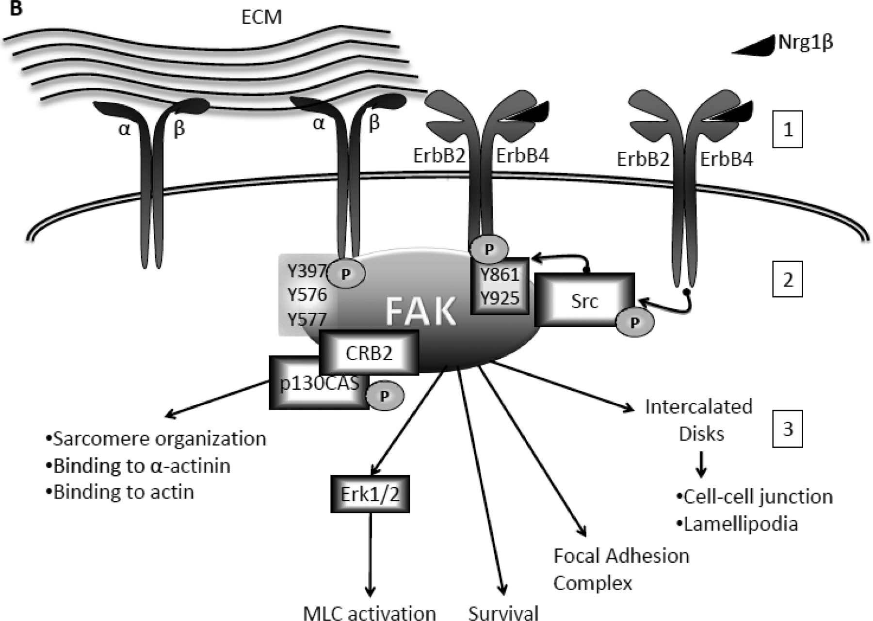 Fig 1.