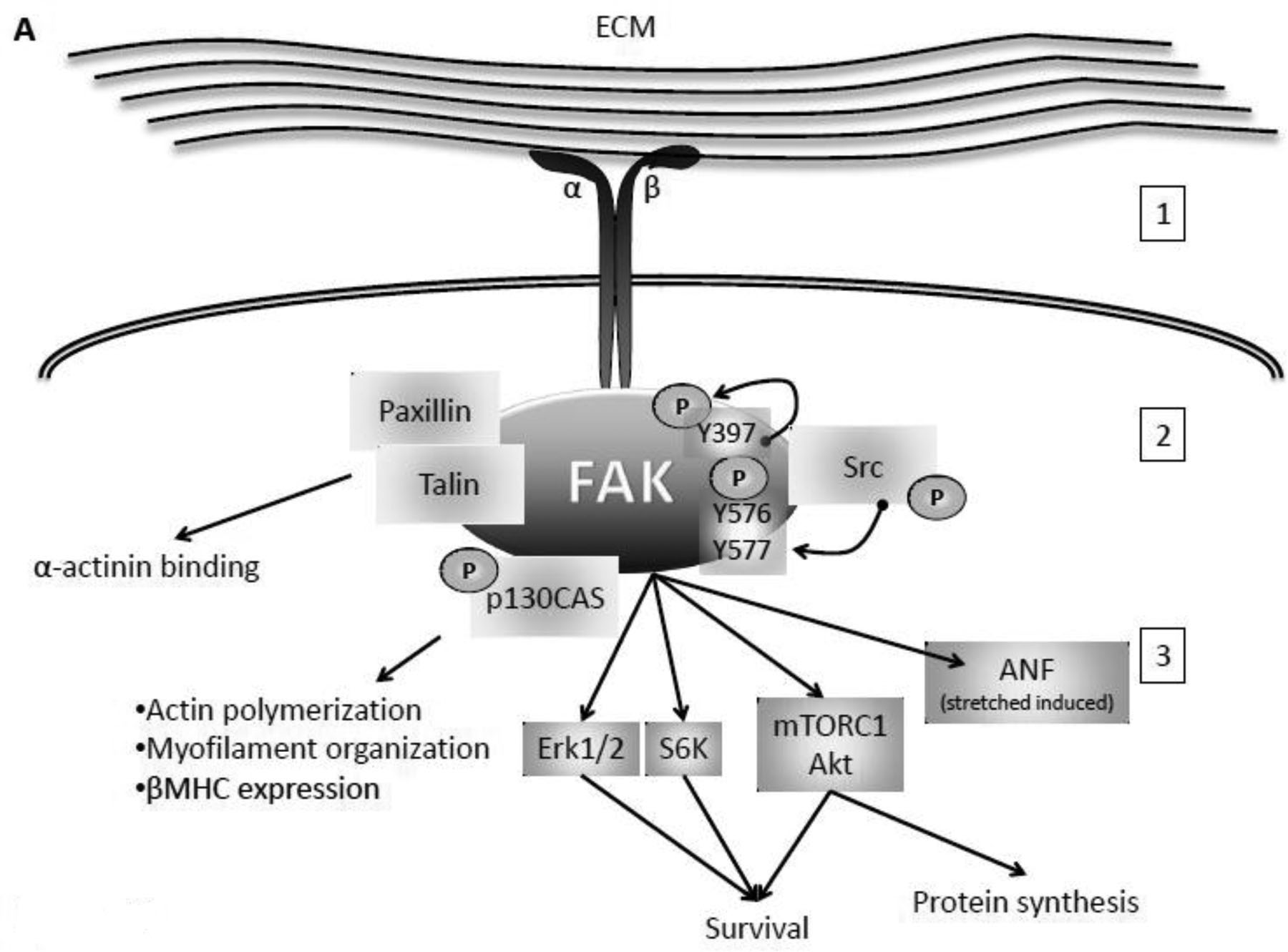 Fig 1.