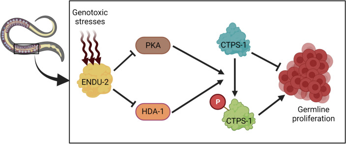 Fig. 4