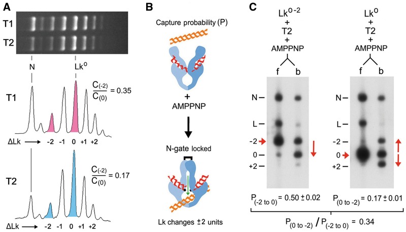 Figure 2.