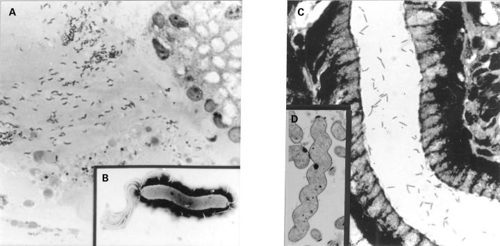 Figure 1  