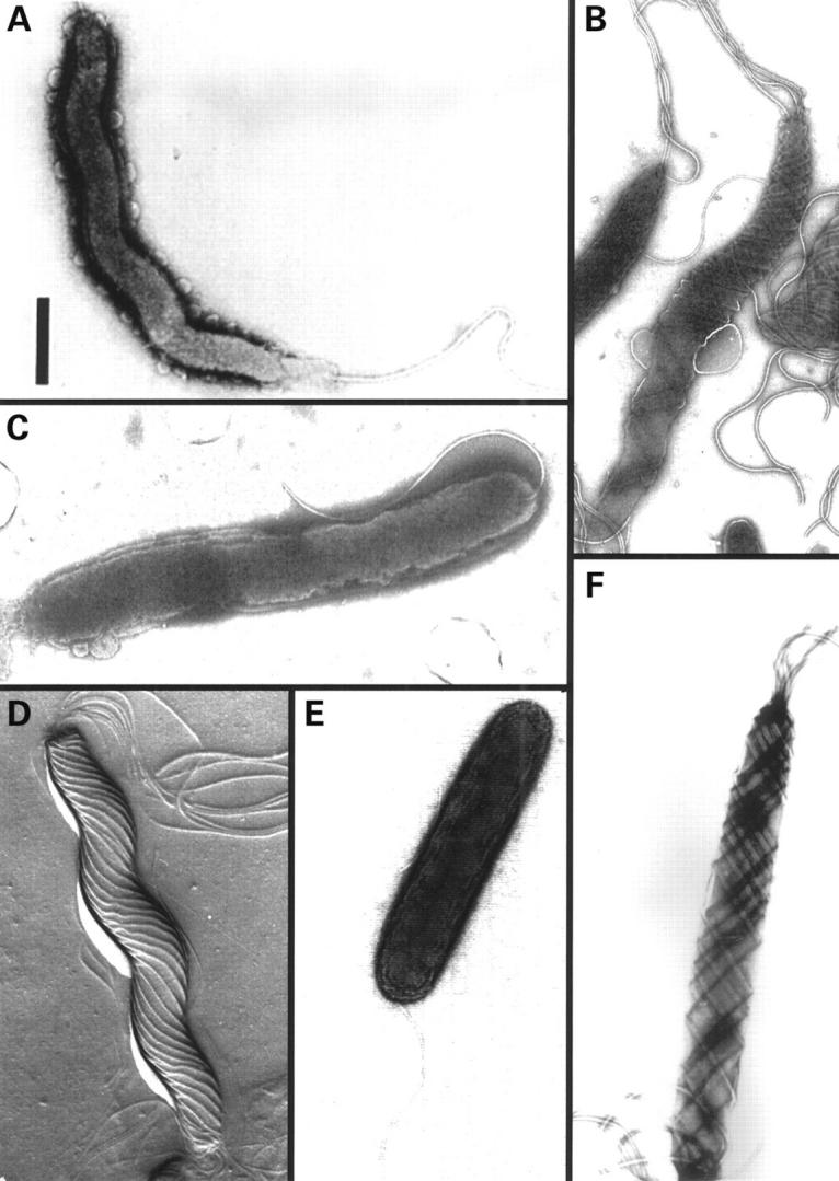 Figure 2  