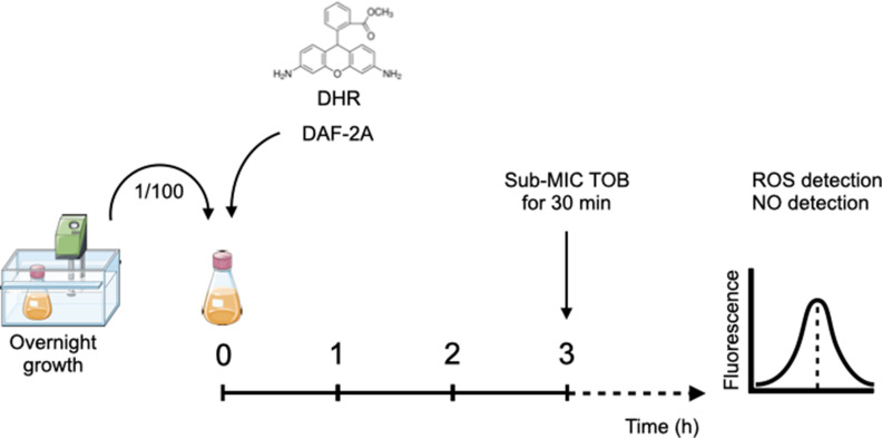 Figure 3—figure supplement 1.