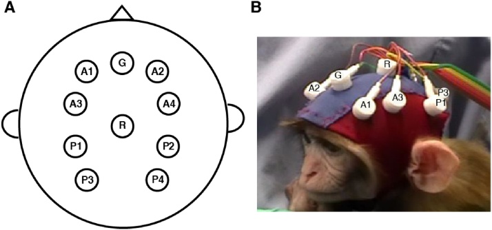 Fig. 2