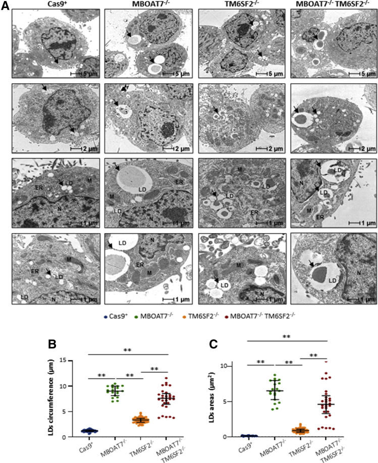 Figure 4