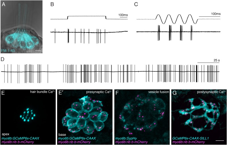 FIGURE 3