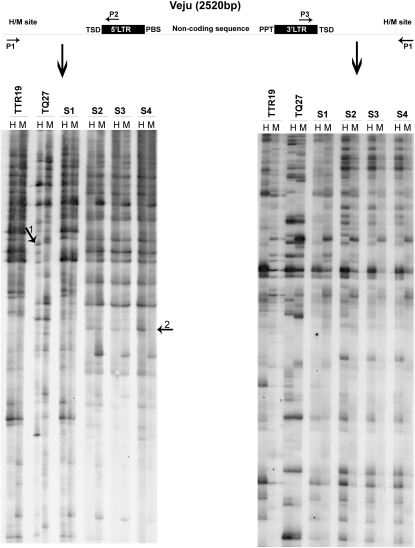 Figure 1.—