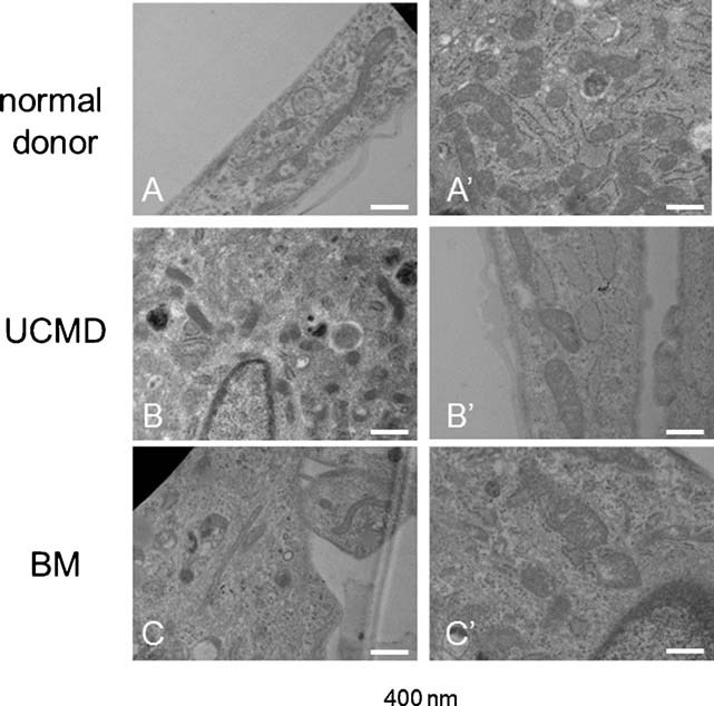 Fig. 9