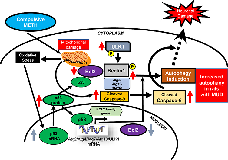 Figure 6.