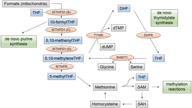 Targeting Nuclear Thymidylate Biosynthesis Pmc