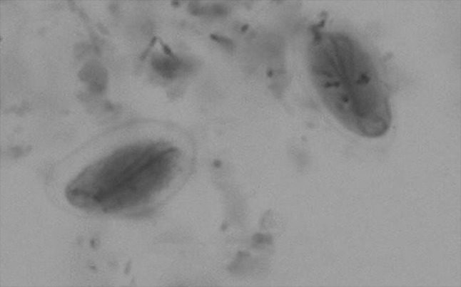Fig. 1