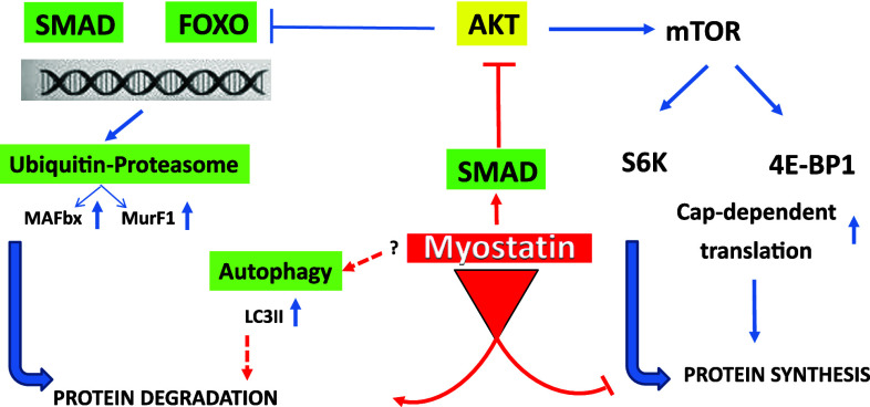 Myostatin and the skeletal muscle atrophy and hypertrophy signaling ...