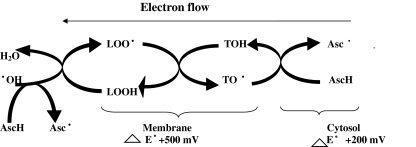 Fig. 5