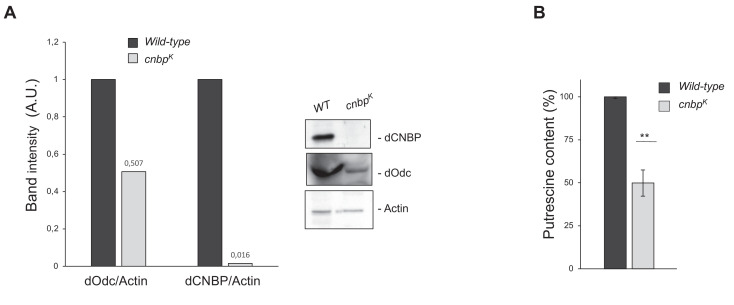 Figure 3—figure supplement 1.