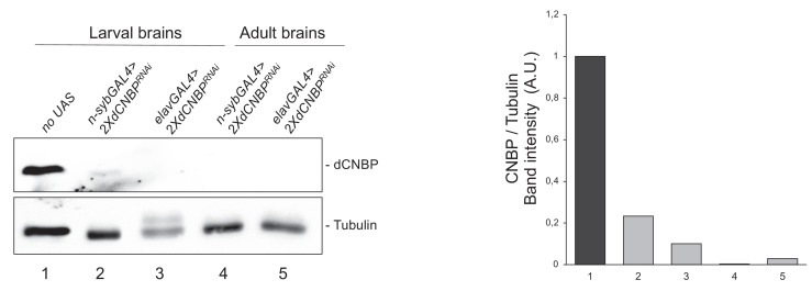 Figure 1—figure supplement 1.