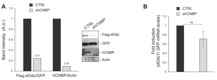 Figure 6—figure supplement 4.