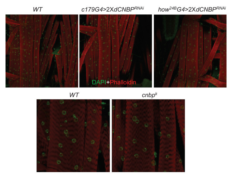 Figure 7—figure supplement 4.