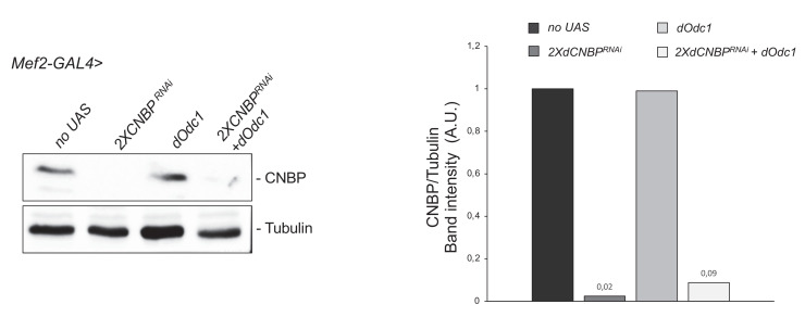 Figure 7—figure supplement 2.