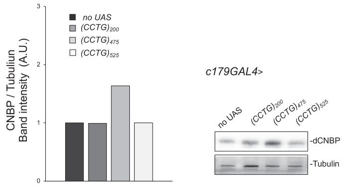 Figure 5—figure supplement 1.