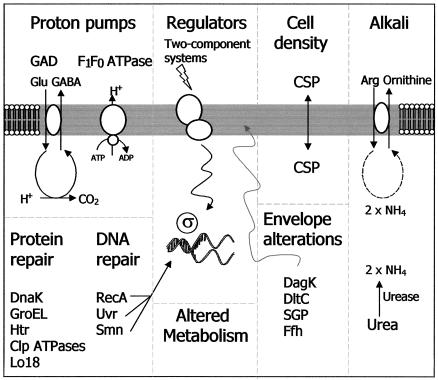 FIG. 1.