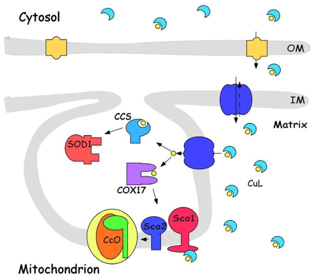 Fig. 1