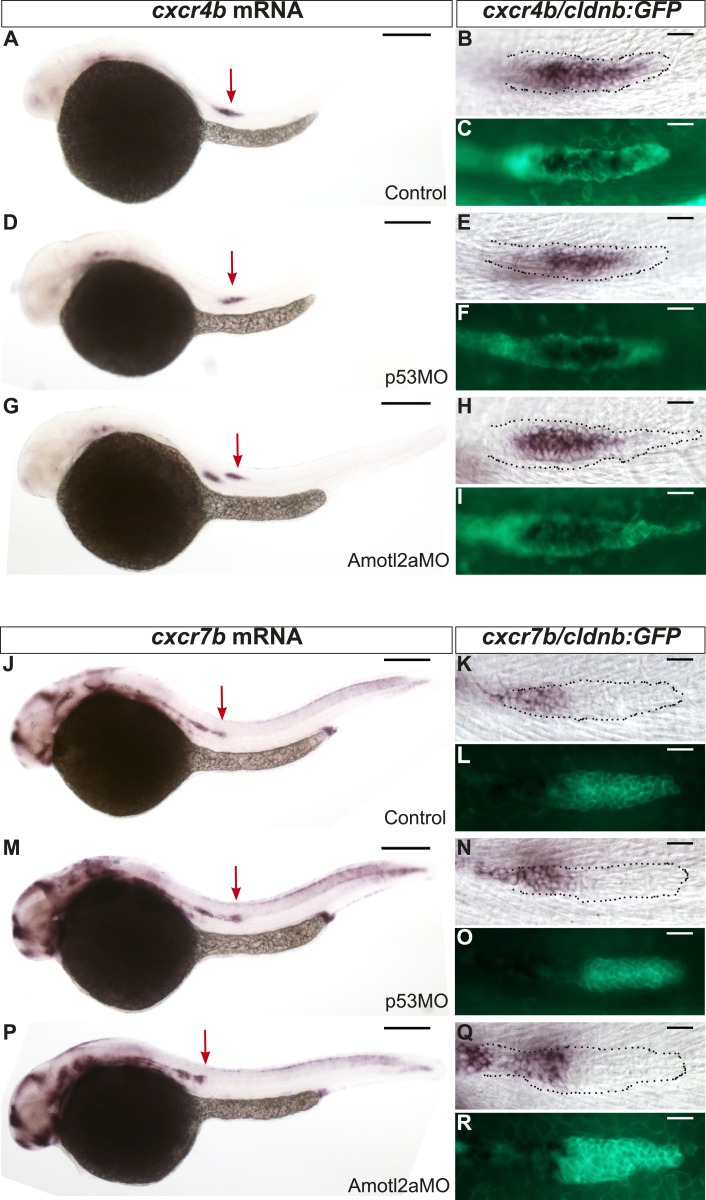 Figure 2—figure supplement 2.