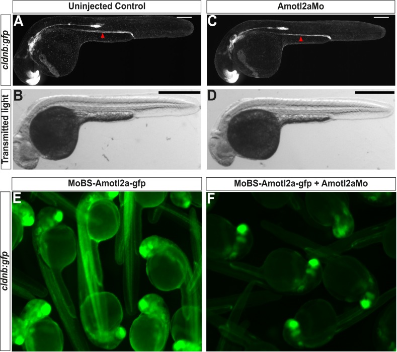 Figure 2—figure supplement 1.